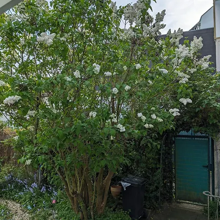 Lejlighed Juwel Im Zentrum Terrasse+garten 75m² Mönchengladbach